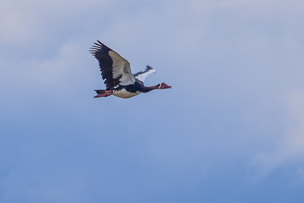 Oie-armée de Gambie (Spur-winged goose, Plectropterus gambensis), adulte au vol, Delta de l'Okavango, Shinde, Botswana.